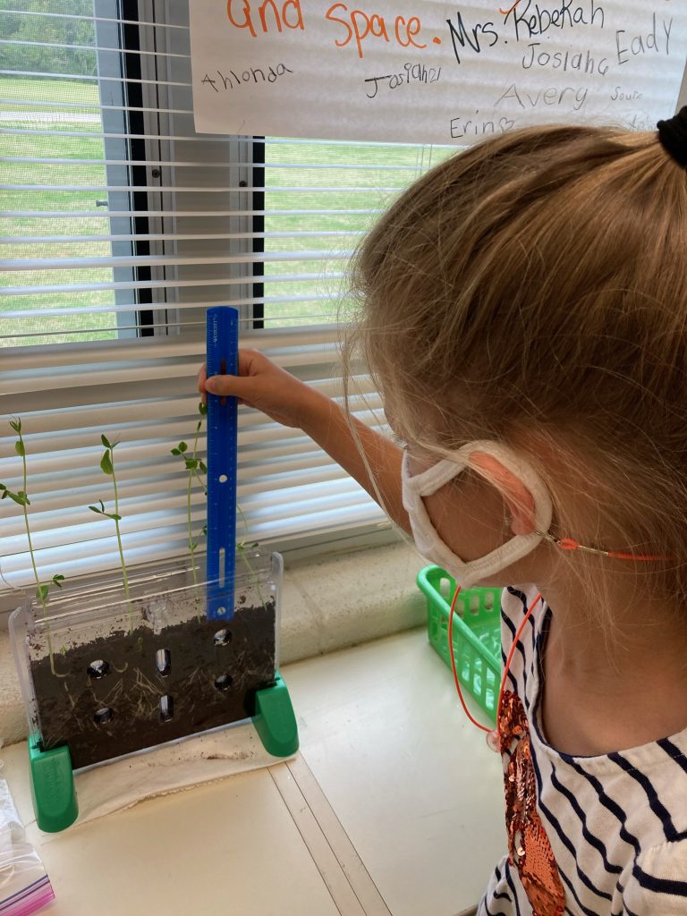 A first grade student measures the plant growth.